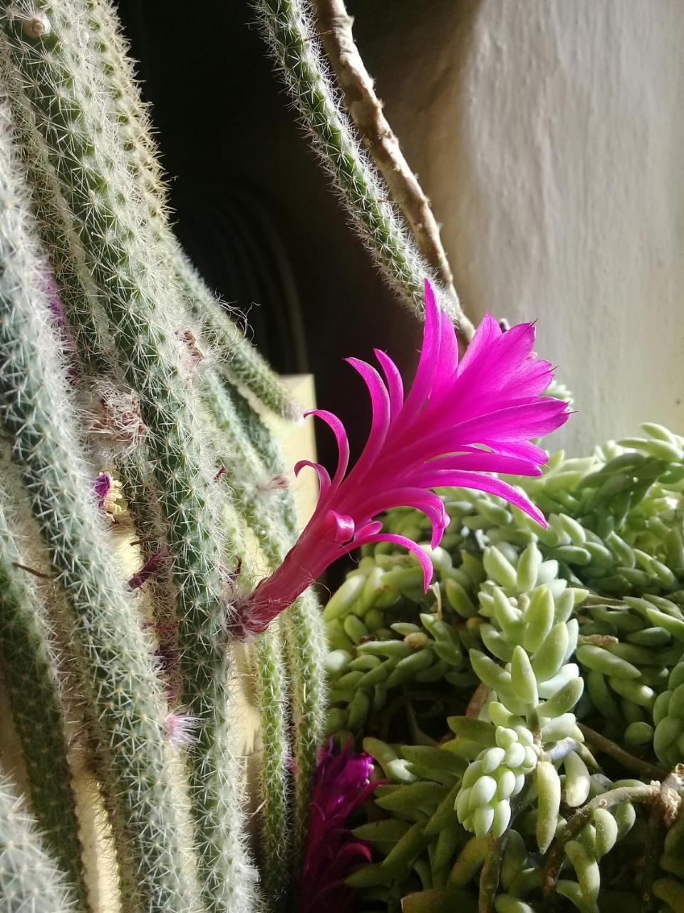Cabana El Cardon,Casita En El Campo Quebradeno Humahuaca Zewnętrze zdjęcie