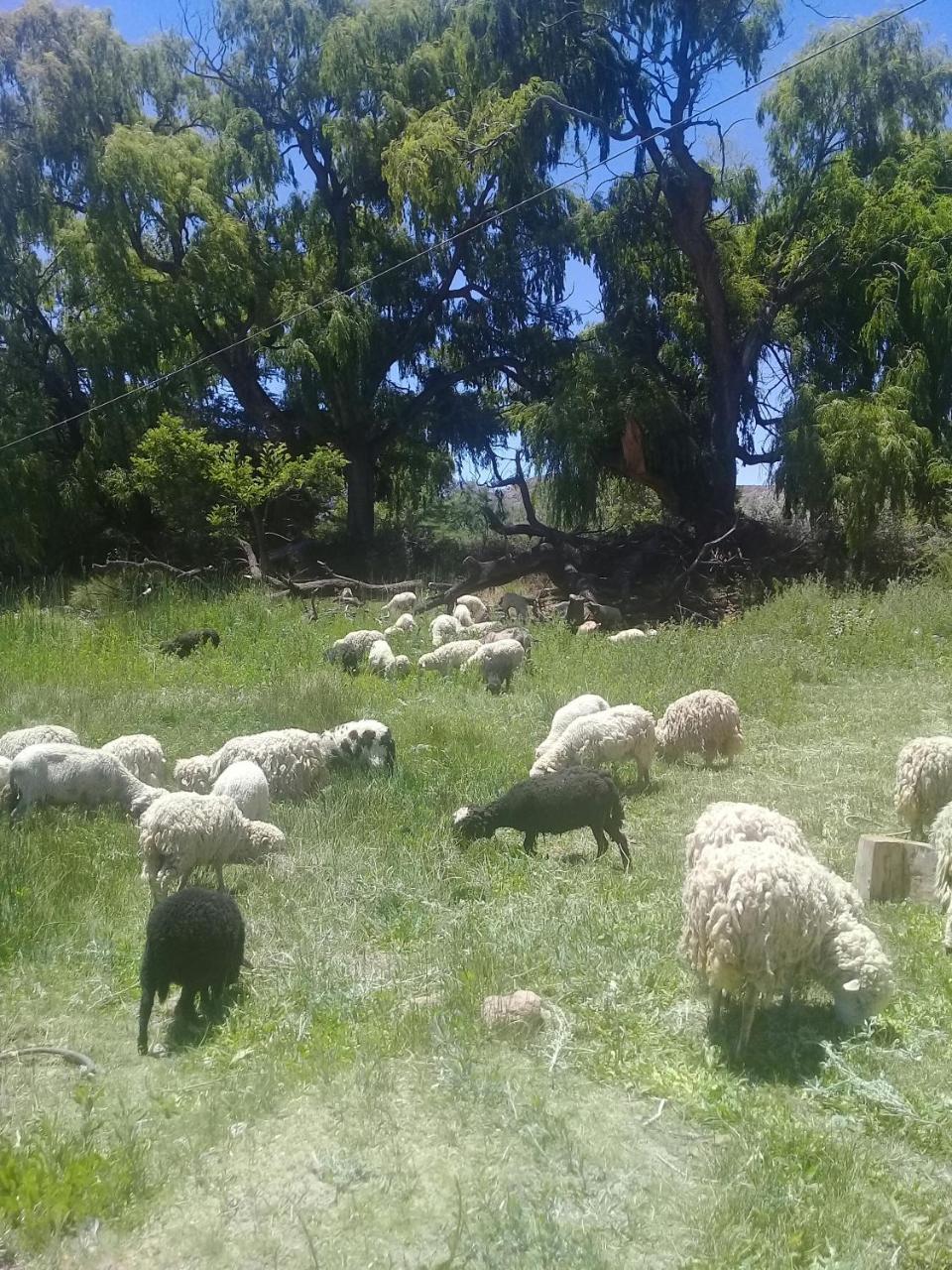 Cabana El Cardon,Casita En El Campo Quebradeno Humahuaca Zewnętrze zdjęcie
